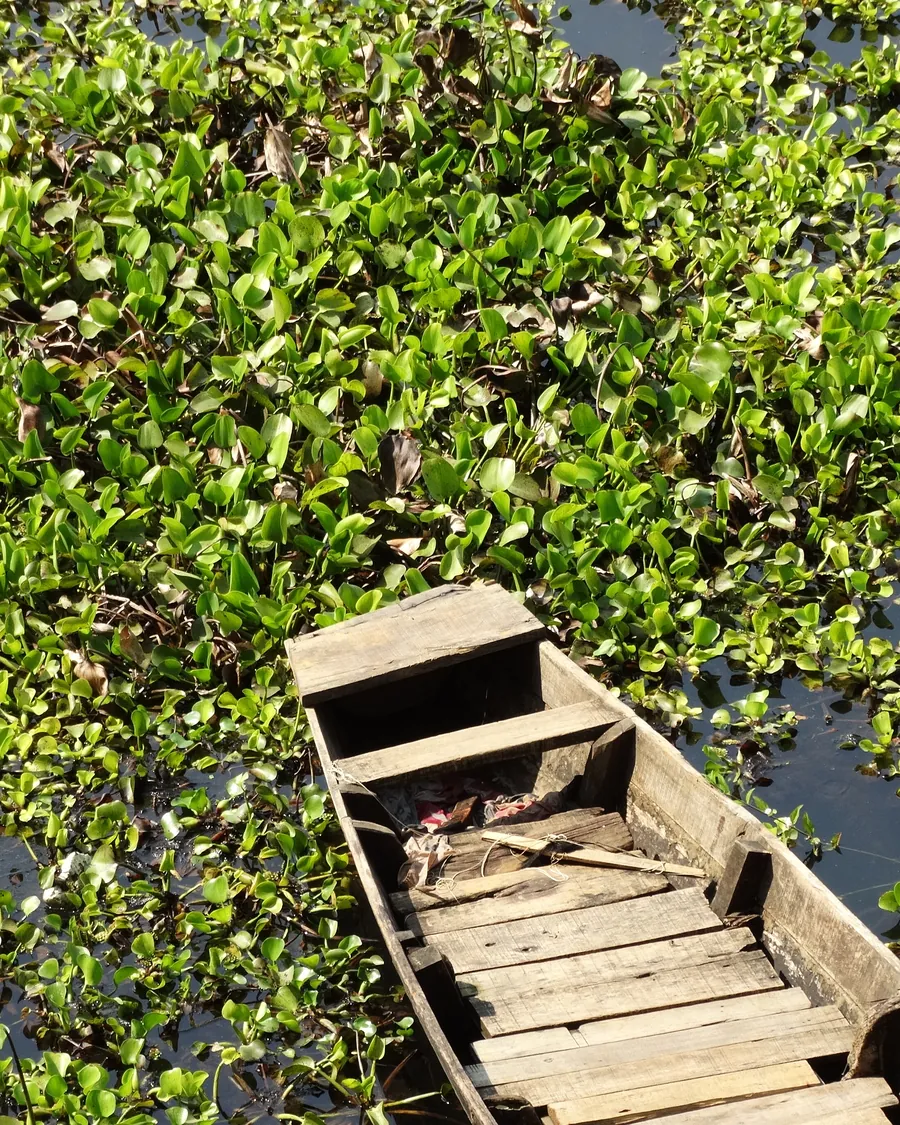 Small boat among water hyacinth on Kaptai Lake
