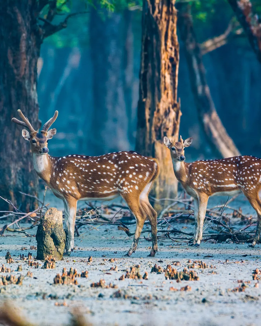 Spotted deer at the forest edge in the Sundarbans