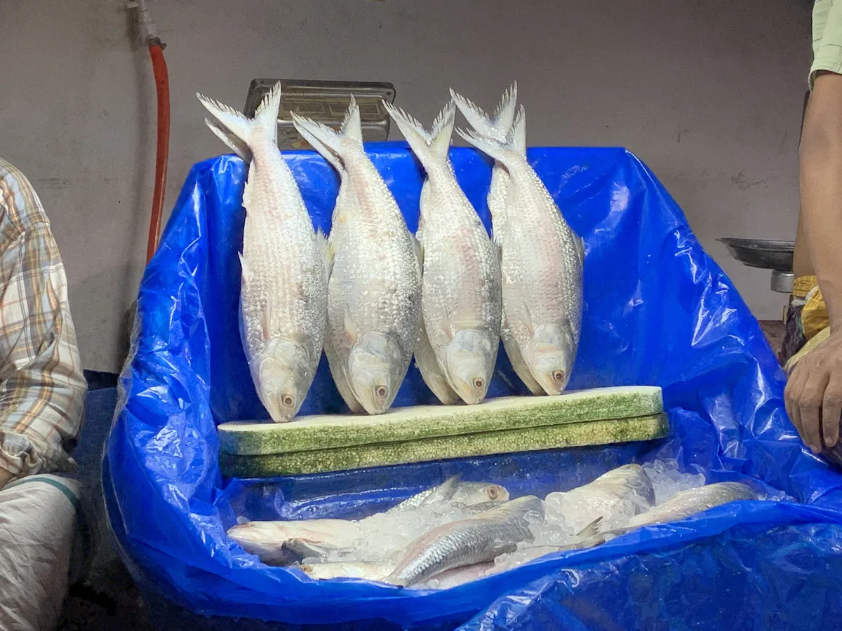 Hilsa fish at a Bangladeshi market