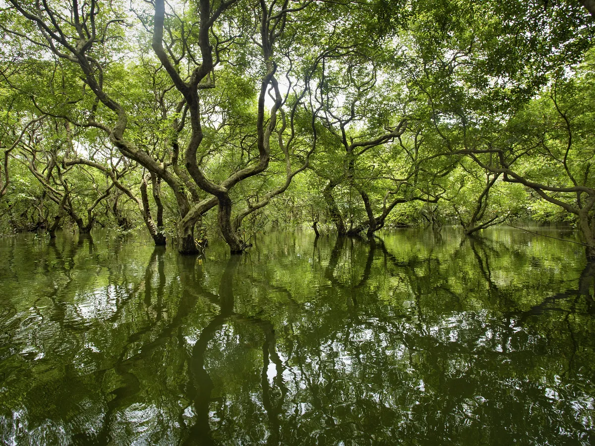 Sunlight through the Ratargul swamp forest