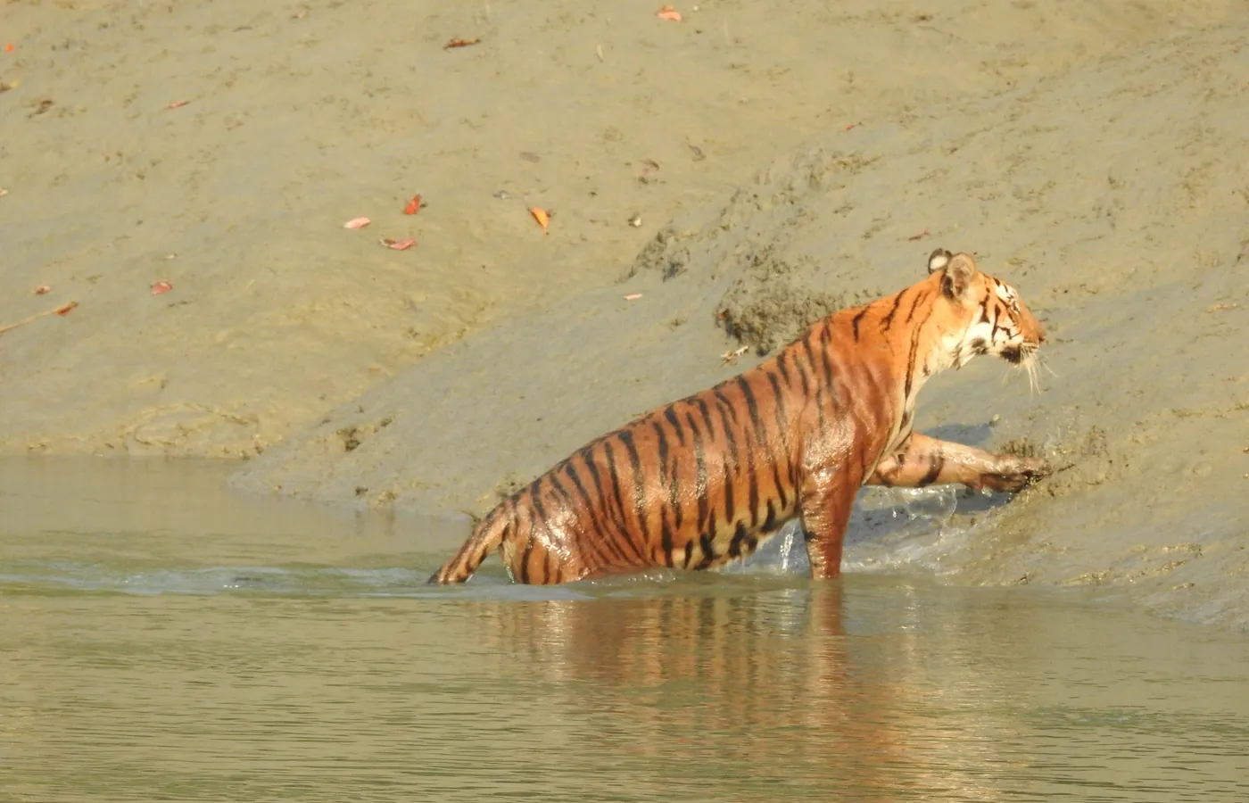Royal Bengal tiger crossing a channel