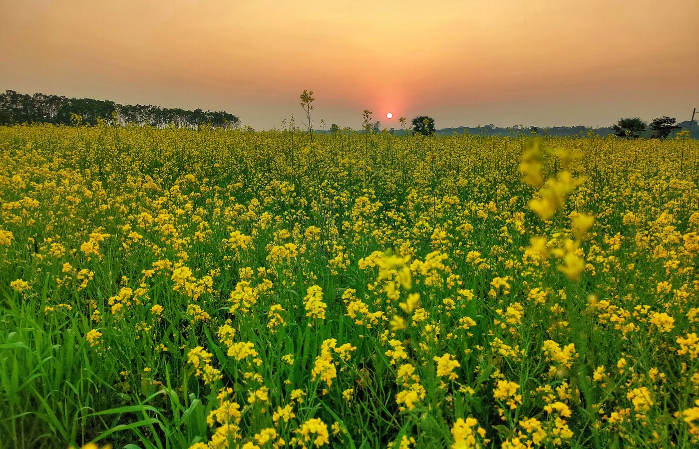 Mustard field at sunset