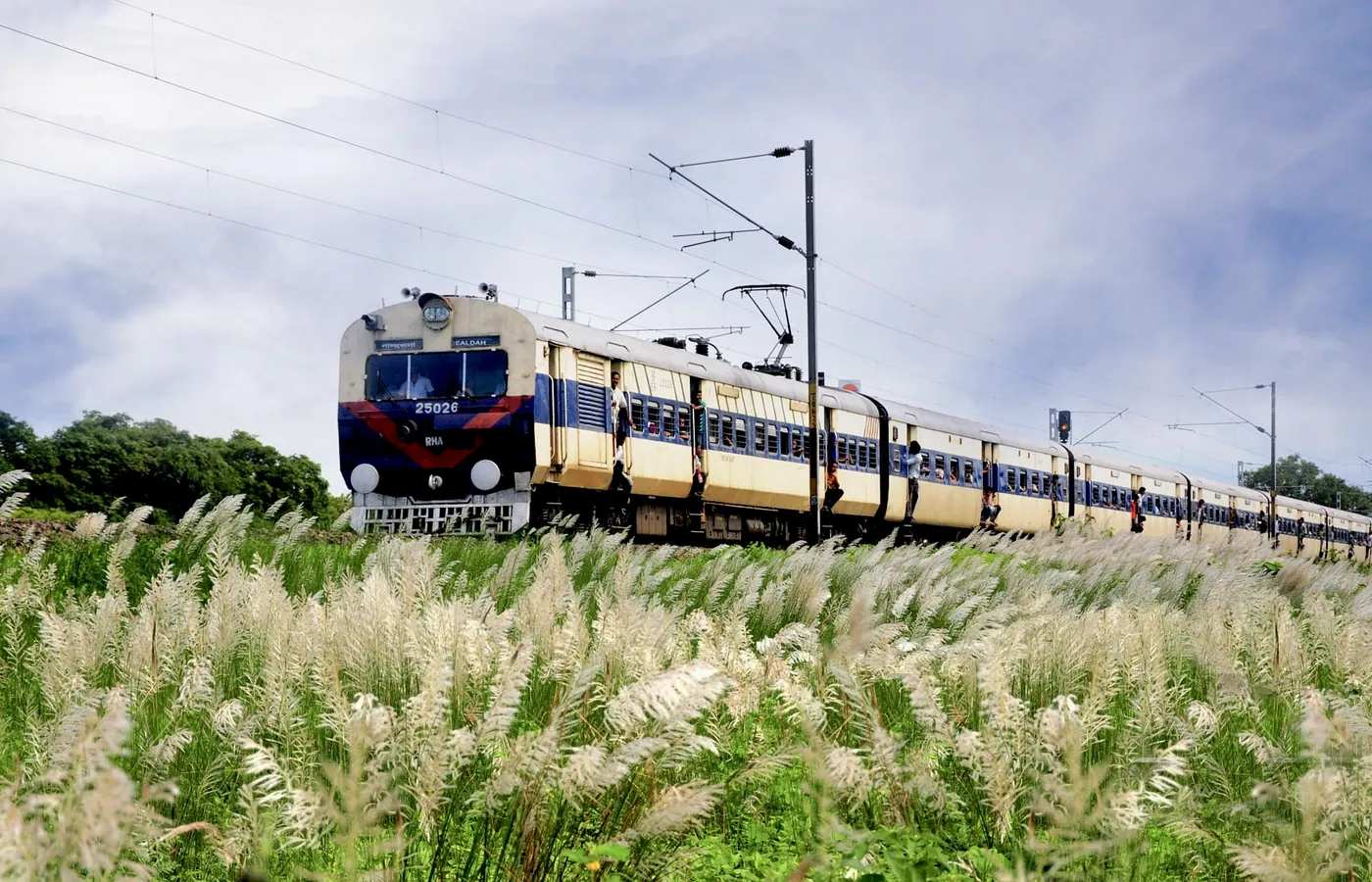 A train passing a bank of white kash flowers